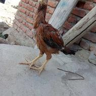 جوجه لاری اصیل