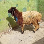 سه عدد گوسفند نر و یک تروشت