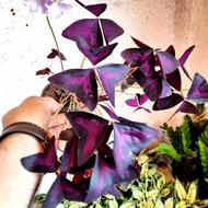 اگزالیس یا گل پروانه ای