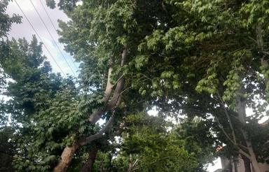 ملاردویلای جنوبی 100متر زمین سند تک برگ شهریار مناسب سرمایه
