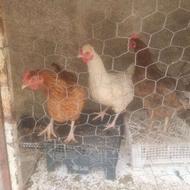 مرغ معاوضه با اردک