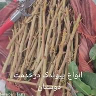 پیوند تخصصی پسته