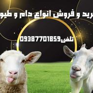 فروش دام و طیور