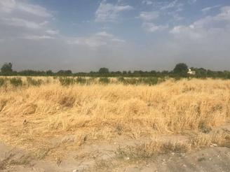 3 هکتار زمین کشاورزی گل تپه کبیر