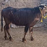 فروش گاومیش ماده جوان سالم دیواندره