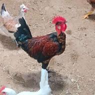 فروش خروس محلی اصل گردن لخت .