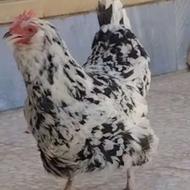 گَلین تاج اره مچ پر