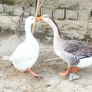 قو غاز اصیل نژاد درجه یک سه عدد نر