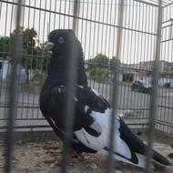 فروش جفت کبوتر کار داده