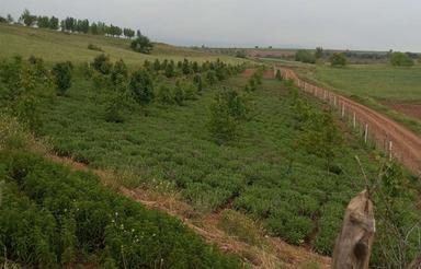 2500 متر باغ در هزارجریب