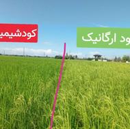 فروش انواع کود های ارگانیک