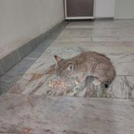 واگذاری بچه گربه