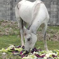 مادیان عرب