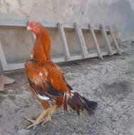 خروس لاری نسل محمود آستارا