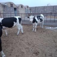 فروش 5راس گوساله یا جوانه