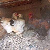 مرغ و خروس برهما