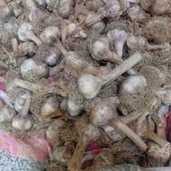 سیر تازه درشت