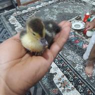 جوجه اسرائیلی 10روزه