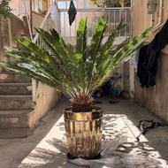 گل طبیعی سیکاس