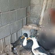 اردک چاق یامعاوضه با مرغ