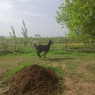بسیار زیبا ودم گیر