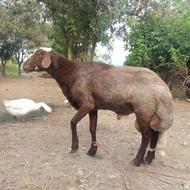 نر تخمی برای گله خوبه