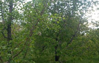 باغ میوه در سراب روستای داراب