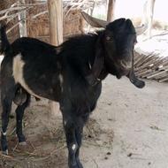 س.ب دشتیاری