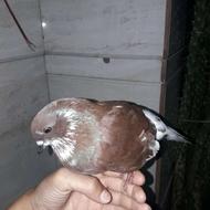 کبوتر مگسی ترتمیز معاوضه باکبوتر ماده