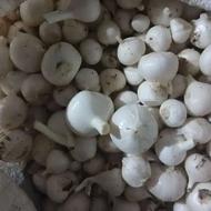 فروش موسیر درشت وحشی تر تمیز