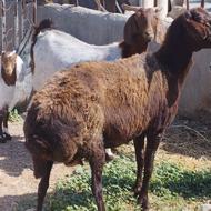 گوسفند میانه