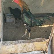 خروس لاری اصیل
