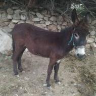 جاشک جوان بار نشده