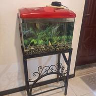 اکواریوم شرکتی
