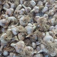 سیرمحلی درشت