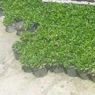 سبزه ی نارنج