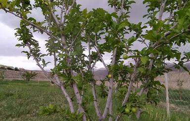 باغچه 1615 متری در روستای شهرآباد
