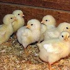 جوجه گوشتی