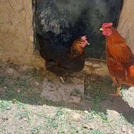 خروس دورگ و مرغ