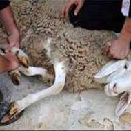 ذبح کردن گوسفند وگوساله وگاووبز
