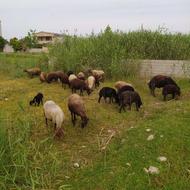گوسفند نر برای عید قربان
