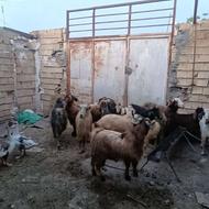 بز و بزغاله قیمت مناسب فروشی