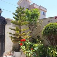 کاج مطبق زیبا و همه پسند