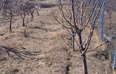 باغ در ورودی روستای گنزنق