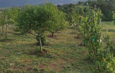 باغ در روستای نیالا