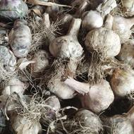 فروش سیر محلی