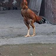 خروس لاری ترک