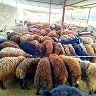 گوسفند زنده برای فروش