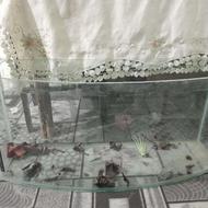 آکواریوم ماهی