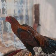 خروس لاری اصیل